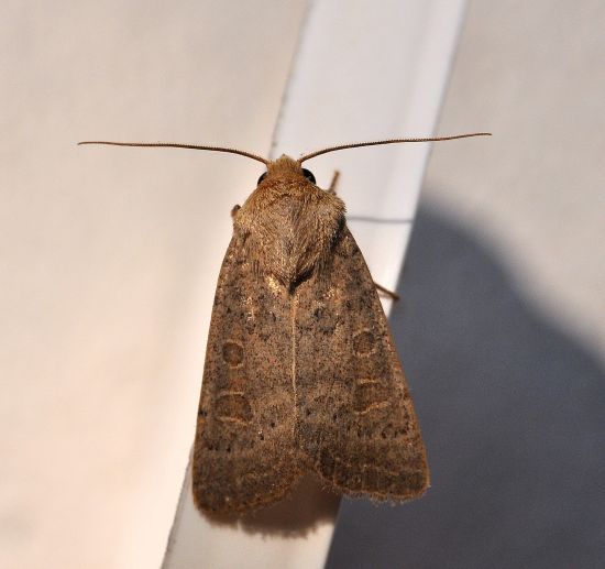 Hoplodrina octogenaria ?  ...Hoplodrina cfr. ambigua