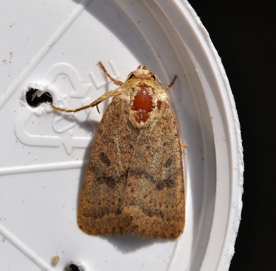 Hoplodrina octogenaria ?  ...Hoplodrina cfr. ambigua
