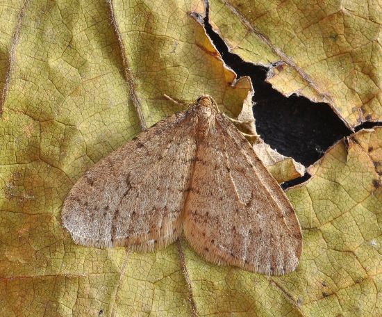 Operopthera sp. (Geometridae)