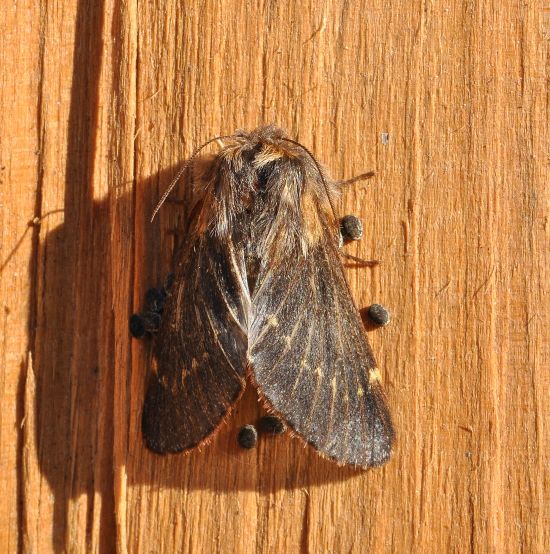 Poecilocampa populi - lasiocampidae