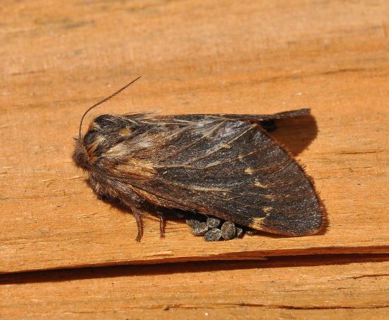 Poecilocampa populi - lasiocampidae