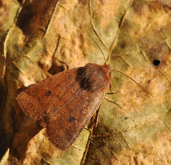 Conistra vaccinii, noctuidae