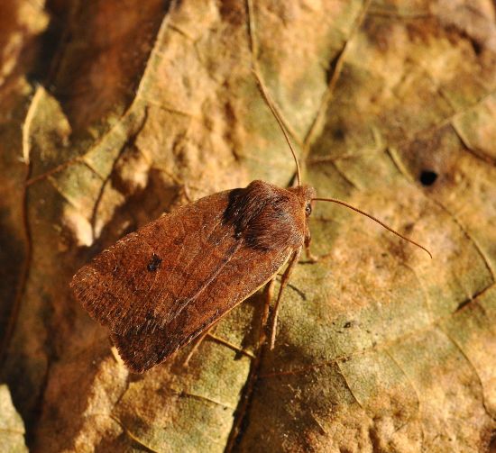 Conistra vaccinii, noctuidae