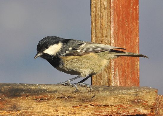 Cincia mora (Periparus ater)