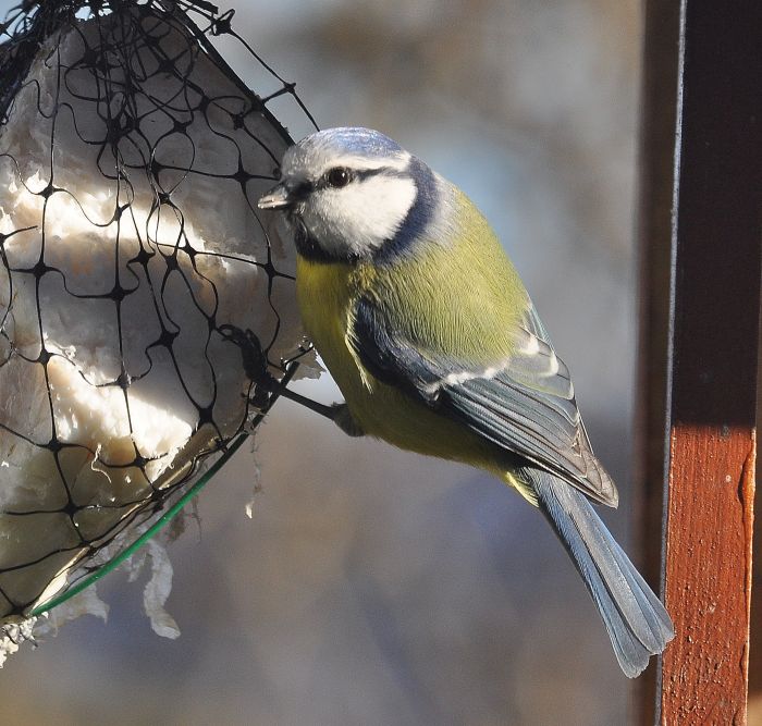 Cinciarella  (Cyanistes caeruleus)