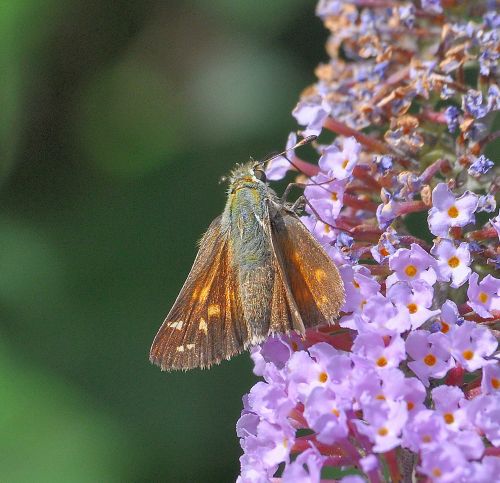 Hesperia comma (Hesperiidae) ?  S !