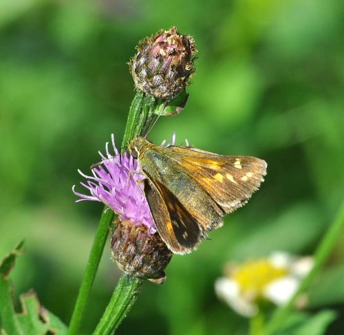 Hesperia comma (Hesperiidae) ?  S !