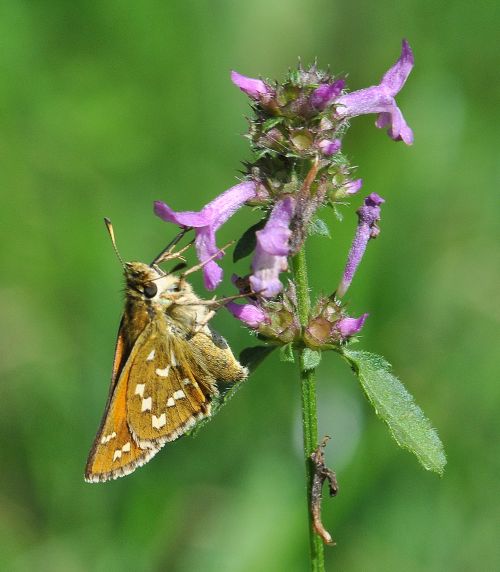 Hesperia comma (Hesperiidae) ?  S !