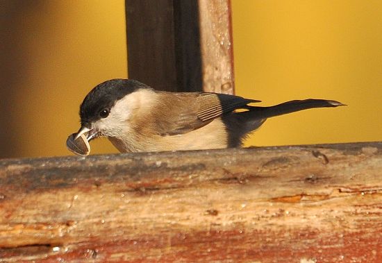 Cincia gigia (?)...  Cincia bigia (Poecile palustris)