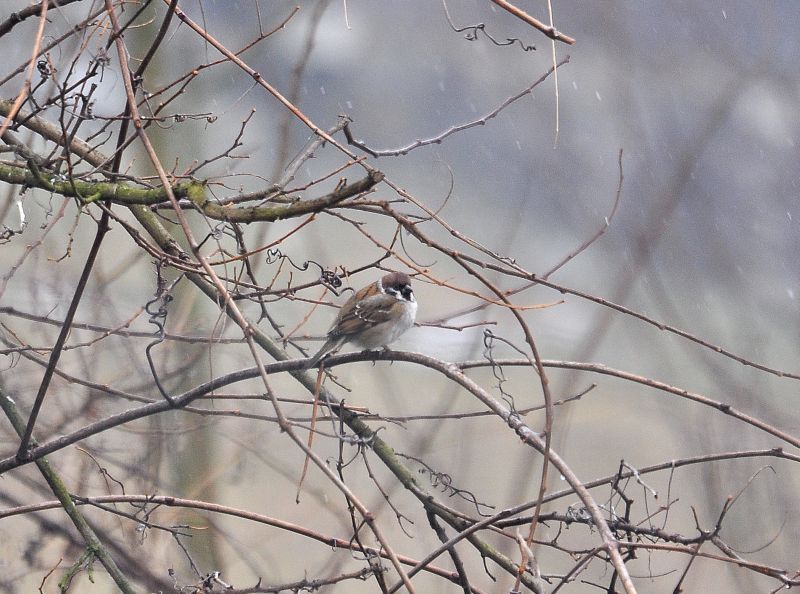 sola  Passera mattugia?  S,  Passer montanus