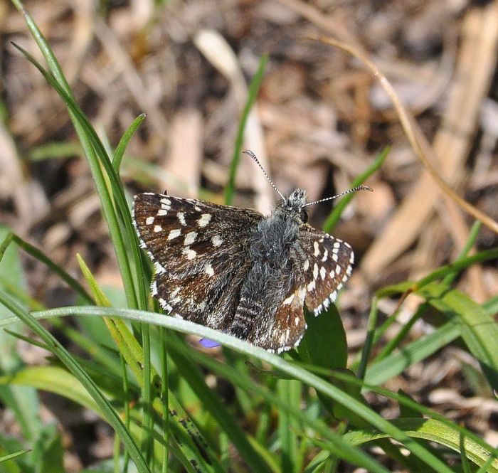 aiuto id. pyrgus:  Pyrgus malvae