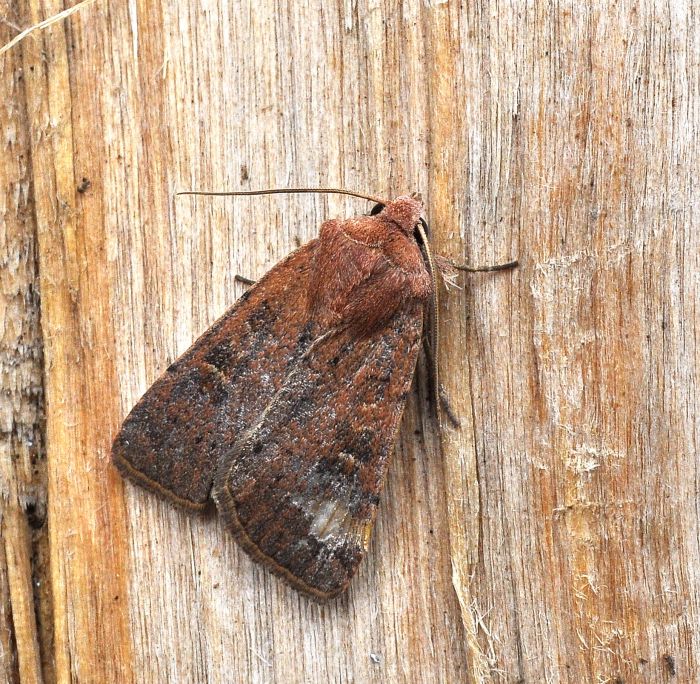 aiuto id. noctuidae: Xestia xanthographa