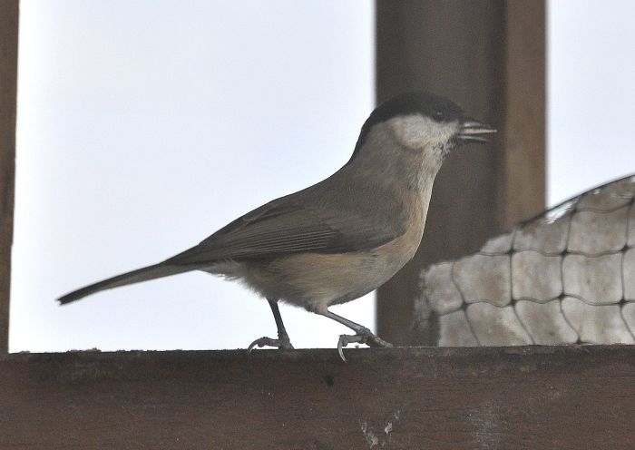 Cincia bigia  (Poecile palustris)