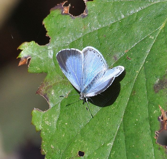 Celastrina argiolus femmina