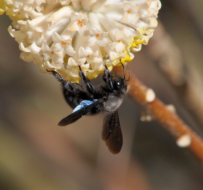 Xylocopa violacea, maschio