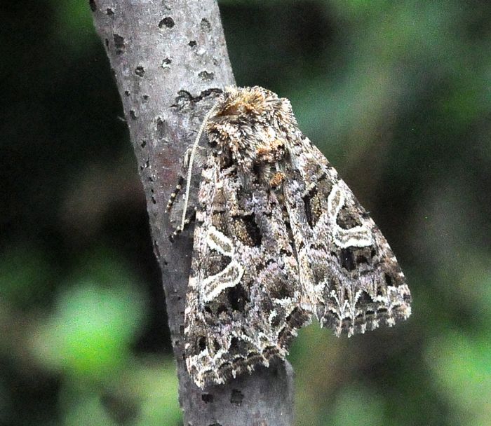 aiuto id - Hadena bicruris?  No, Sideridis rivularis