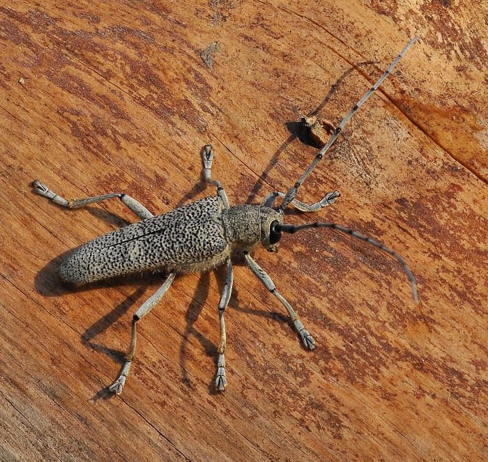 Cerambycidae: Saperda carcharias