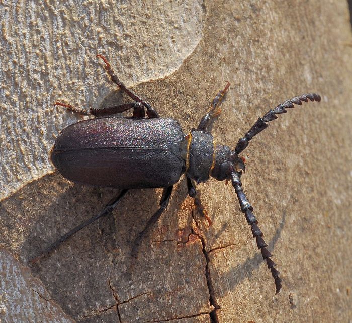 ancora uno per favore: Prionus coriarius (Cerambycidae)