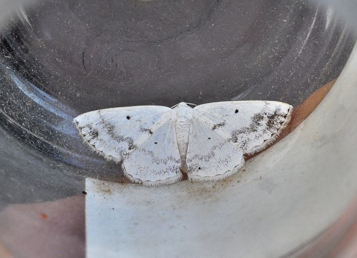 Idaea dimidiata? No, Lomographa temerata - Geometridae