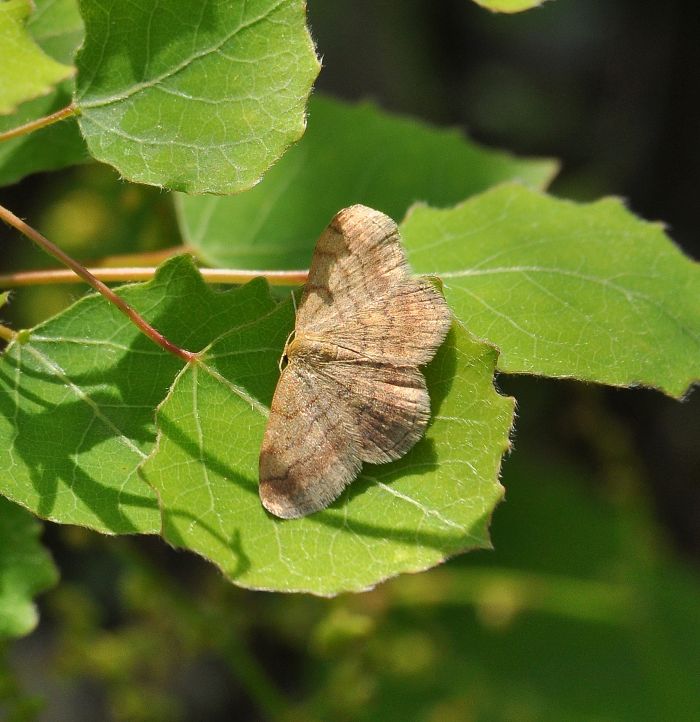 Scopula rubiginata? S