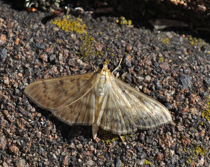 Ostrinia nubilalis? No, Pleuroptya ruralis - Crambidae