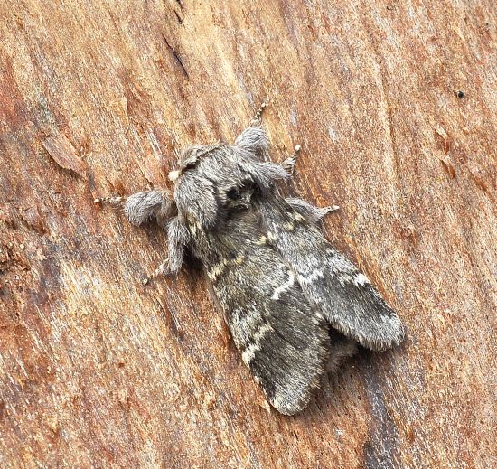 Drymonia dodonea. No, Drymonia ruficornis - Notodontidae