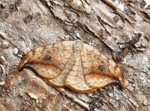 Drepana falcataria