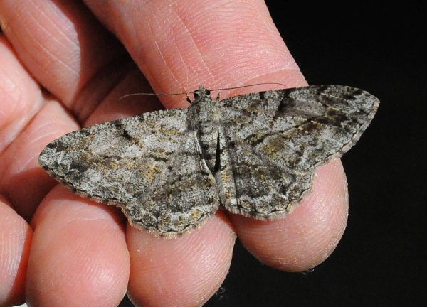 Peribatodes rhomboidaria e Alcis repandata - Geometridae