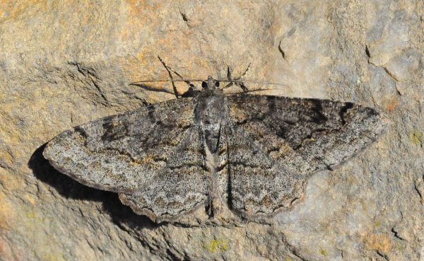 Peribatodes rhomboidaria e Alcis repandata - Geometridae