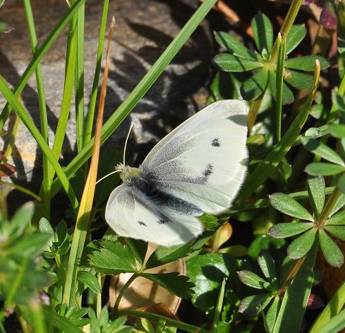 Pieris rapae femmina?  S� !