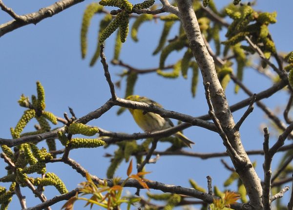 Zigolo giallo ? No, Verzellino (Serinus serinus)