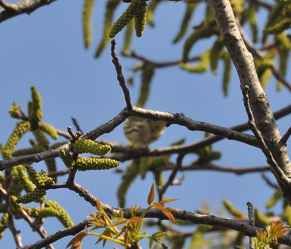 Zigolo giallo ? No, Verzellino (Serinus serinus)