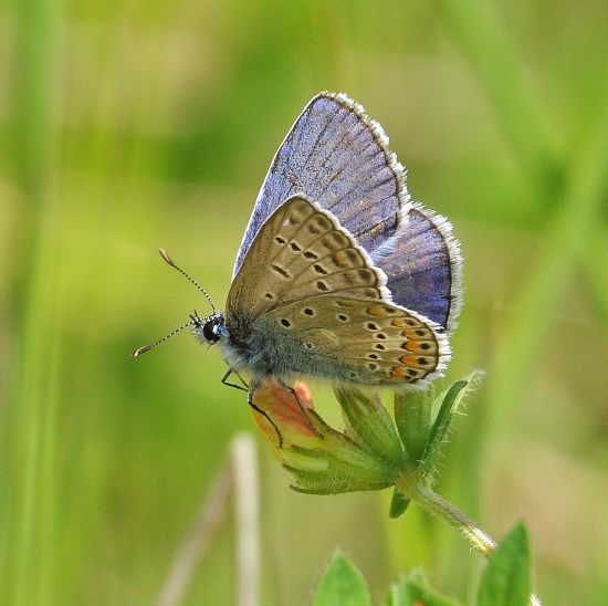 Polyommatus icarus