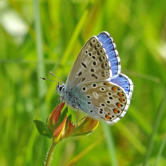 Polyommatus bellargus