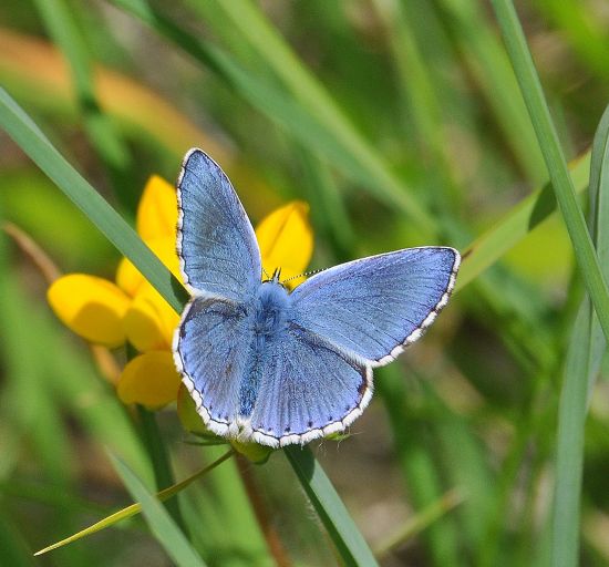 Polyommatus bellargus