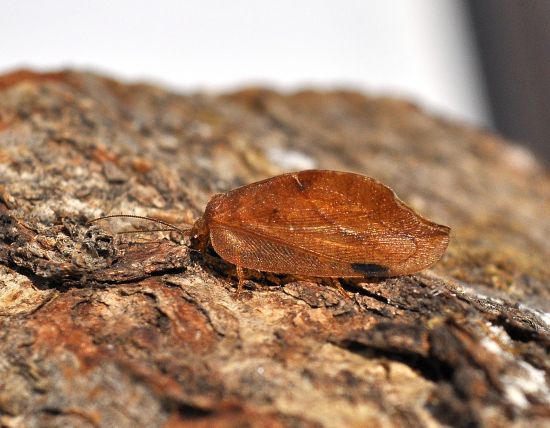 Drepanepteryx phalaenoides (Hemerobiidae)