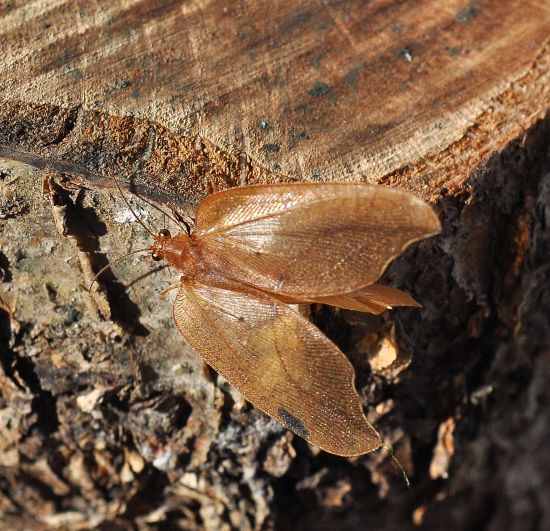 Drepanepteryx phalaenoides (Hemerobiidae)