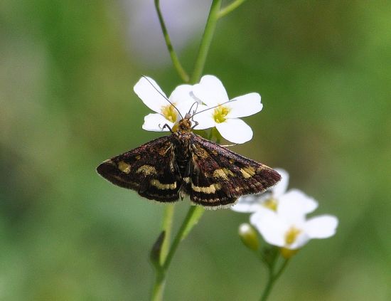 Crambidae: Pyrausta purpuralis e specie da identificare