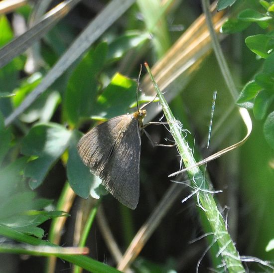 Crambidae: Pyrausta purpuralis e specie da identificare