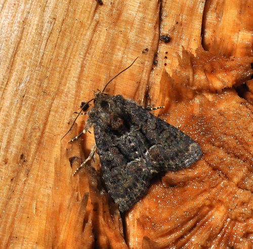 Oligia latruncula?