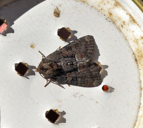 Oligia latruncula?