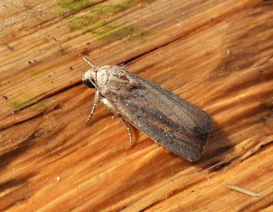 Senza speranza? Athetis hospes - Noctuidae