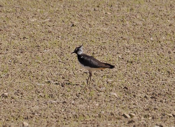 Pavoncella  (Vanellus vanellus) ? S !