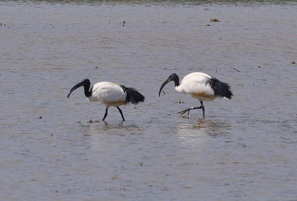 Ibis?  S, Ibis sacro  (Threskiornis aethiopicus)