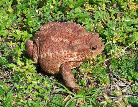 aiuto id. rospo - Bufo bufo