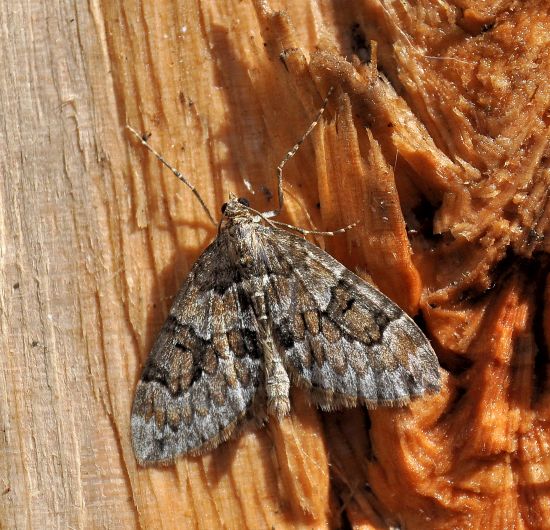 Geometridae: Thera variata ?...Thera cfr. variata