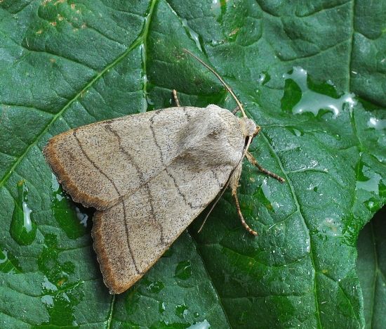 Charaniyca trigramica