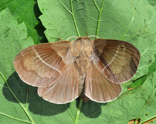 Macrothylacia rubi, femmina (Lasiocampidae)