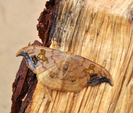 Sabra harpagula (Drepanidae)