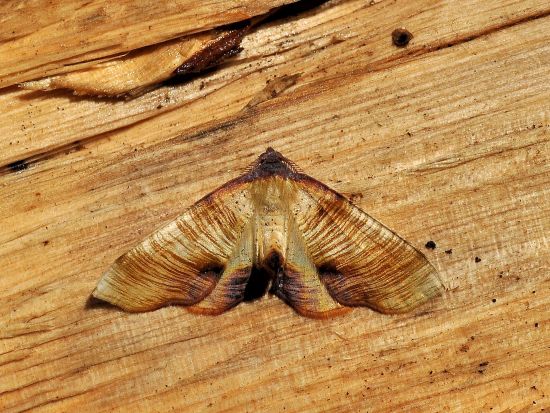 Plagodis dolabraria (Geometridae)